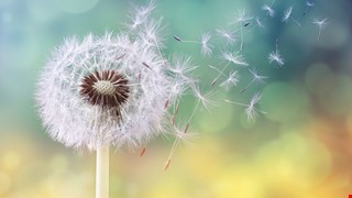 認識化療藥品Ramucirumab